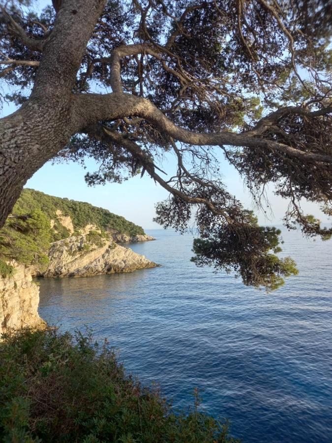Villa Sea Dream Kolocep Gornje Celo Eksteriør bilde